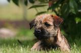 BORDER TERRIER 185